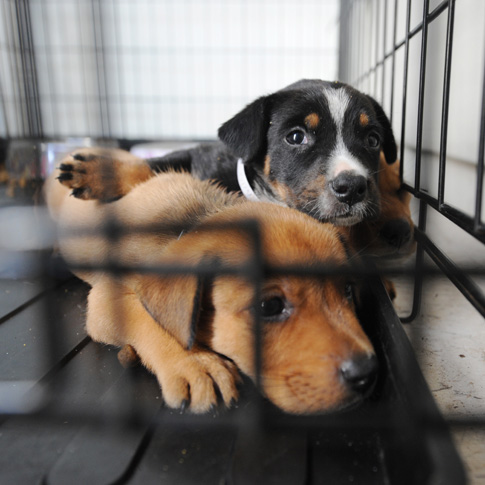 Deux petits chiens dans leur cage, dans un refuge