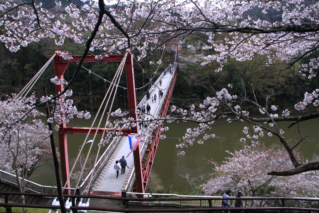 une vue des cerisiers du japon de shinshiro en pleine floraison