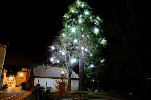 Dans la nuit, le sequoia est illuminé de grosses boules de lumière très blanche.