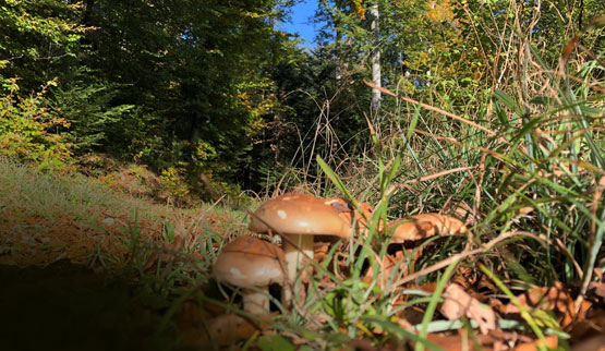 Trois champignons dans la forêt