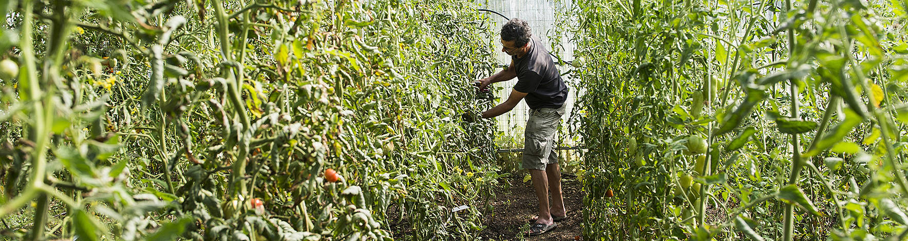 Un jardinier amateur cueille des tomates dans un jardin potager urbain de Neuchâtel.
