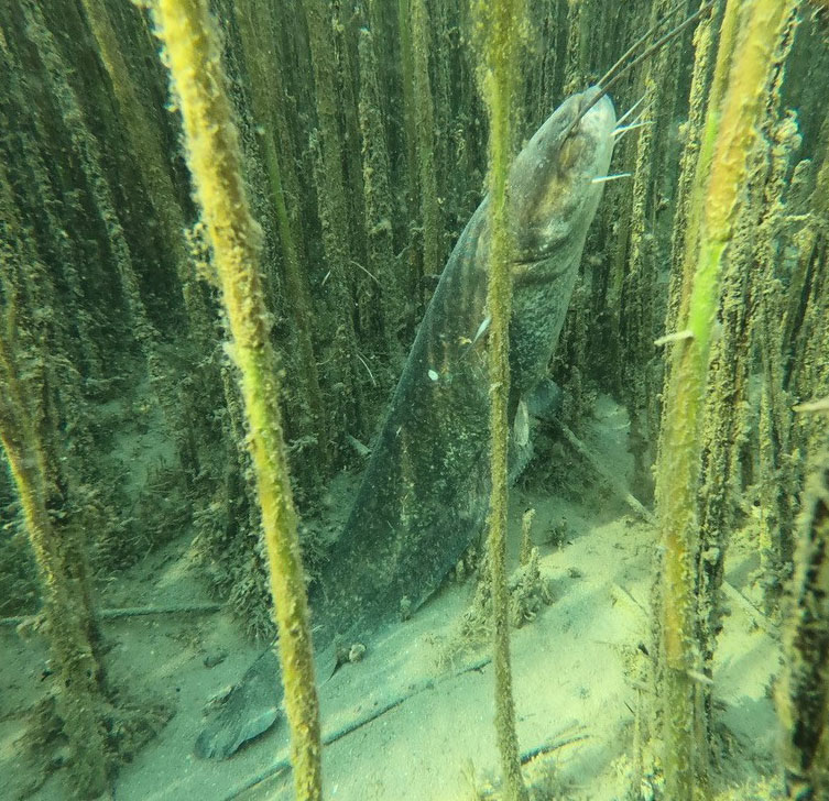 Un silure dans des algues