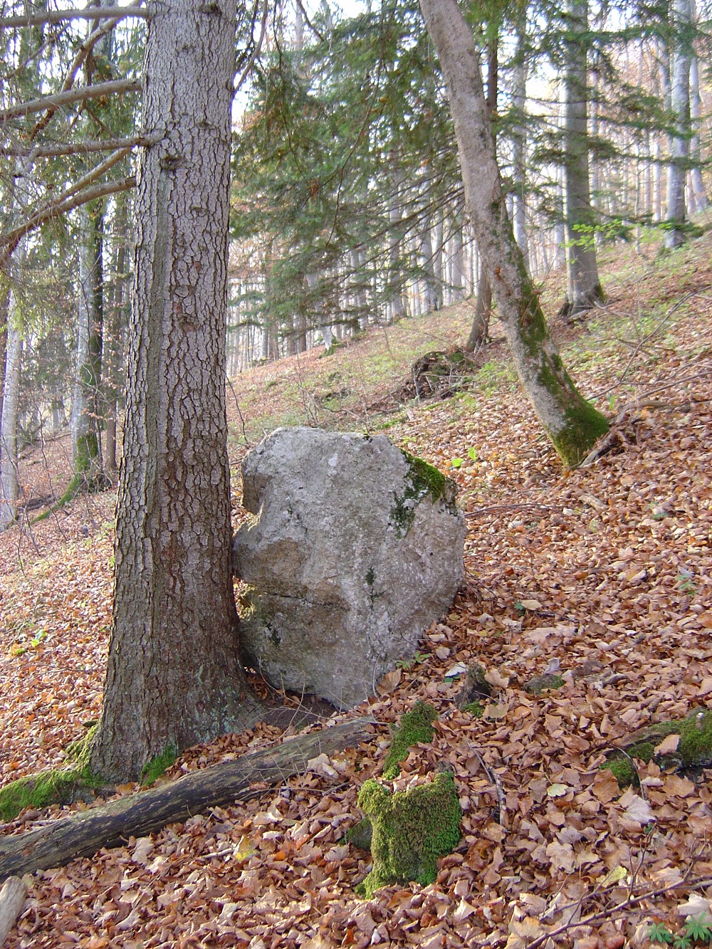 Un arbre qui stoppe une grosse pierre.