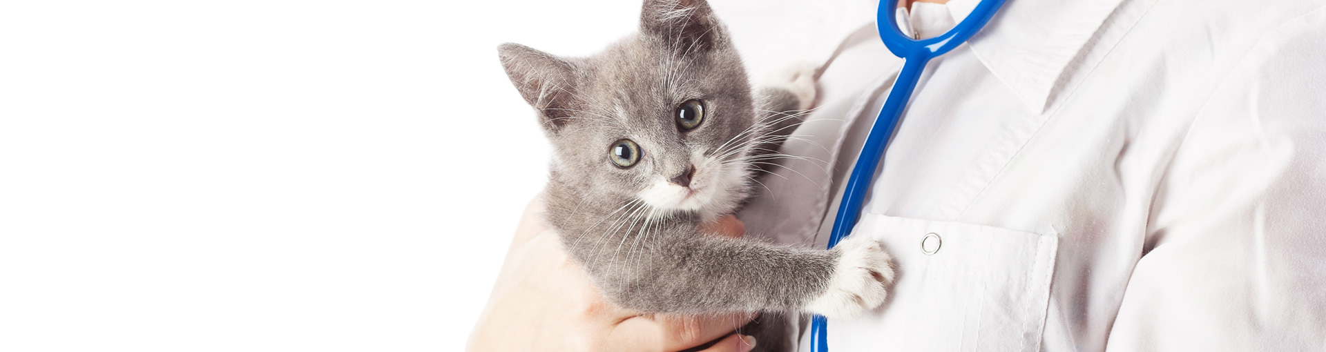 Un chat dans les bras d'un vétérinaire