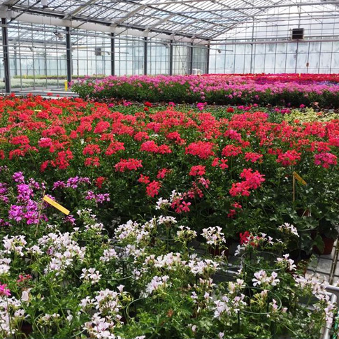 L'établissement horticole de Cernier: ici une grande serre remplie de géraniums en fleurs.