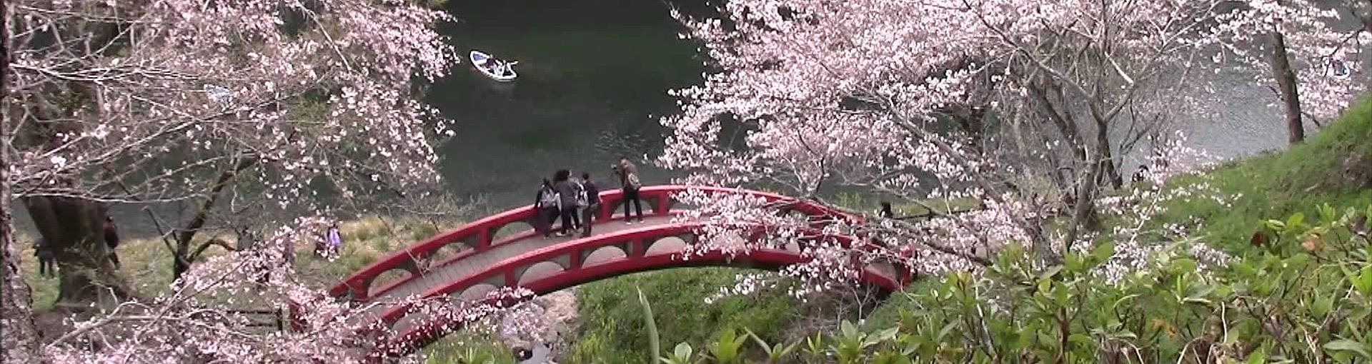 Les cerisiers en fleurs de Shinshiro au Japon