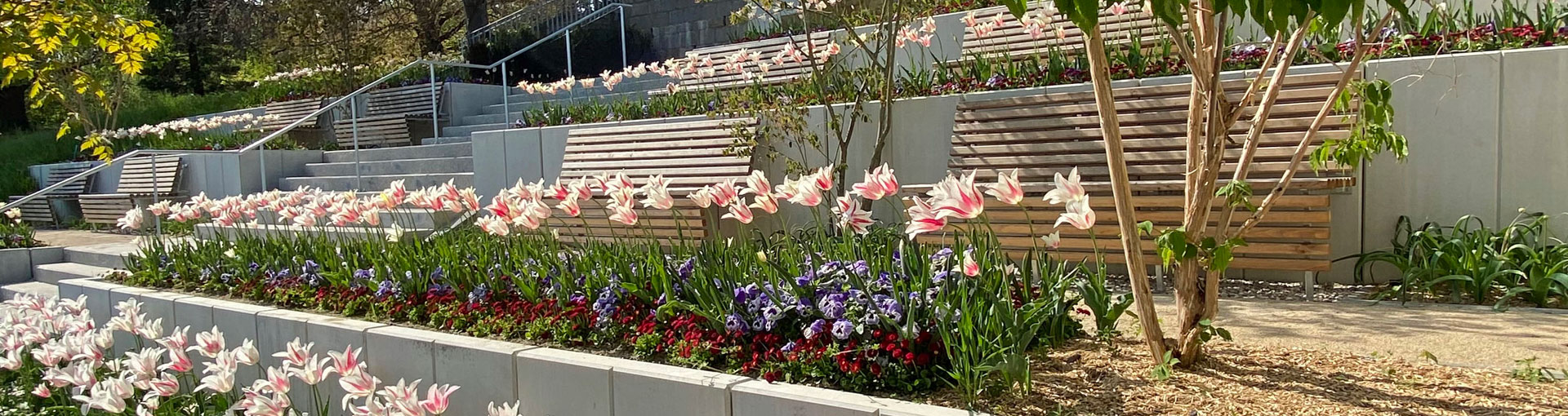 Des massifs de tulipes en fleurs (roses) au cimetière de Beauregard
