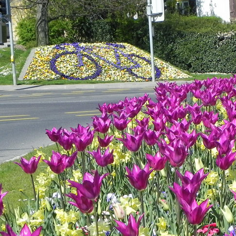 Un vélo dessiné avec des fleurs
