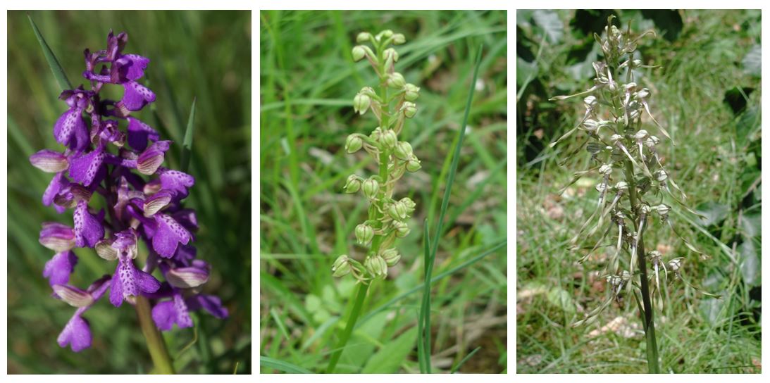 Des orchidées rares