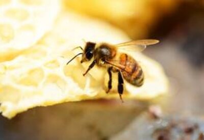 5ème Journée mondiale de l’abeille
