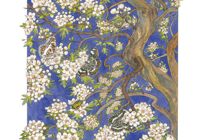À fleur d’écorce