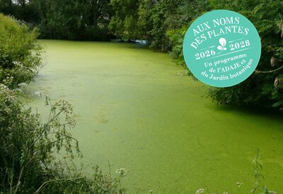 Plantes envahissantes ?!