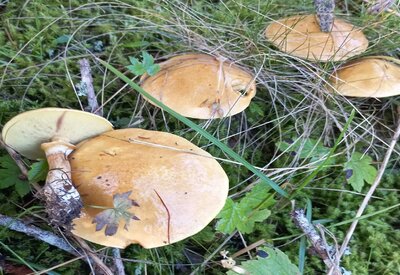 Fête de la Nature : Découvrir la beauté des champignons