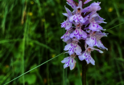 Orchidées en résistance